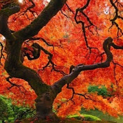 Profile Picture of Haley Sam (@haleysam9180) on Youtube