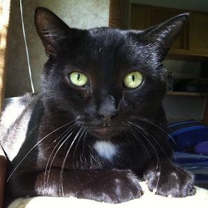 Profile Picture of CatLady (@terriebybee) on Tiktok