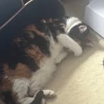 Profile Picture of Nicholas Panetta (@Nicholas-Panetta) on Facebook