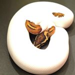 Profile Picture of Michael Weaver (@dreamweaverreptiles) on Instagram