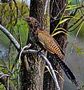 Profile Picture of Pheasant coucalon Wikipedia