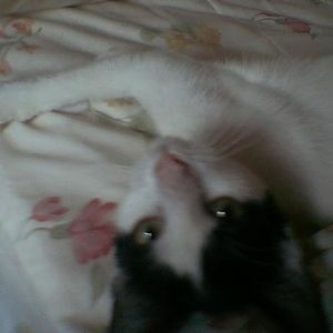 Profile Picture of Yuko Watanabe (@yuko2yuko) on Myspace