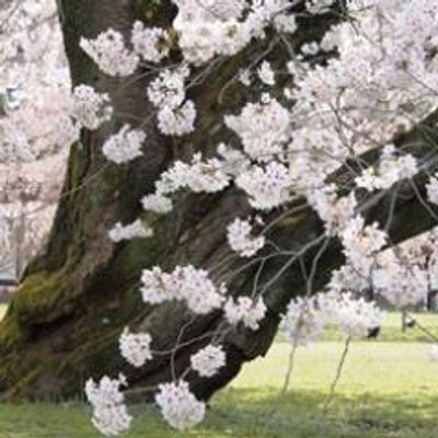 Profile Picture of Asa (@marong07) on Twitter