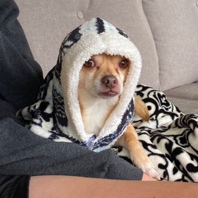 Profile Picture of Lindsey Loo (@littlebranche) on Twitter