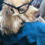 Profile Picture of Marshall Fulton (@marshall_the_cocker_spaniel) on Instagram