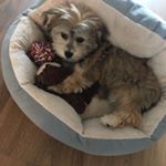 Profile Picture of cassie walker (@cassiethehavachon) on Instagram