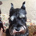 Profile Picture of Rudi (@rudigerrobertbruce) on Instagram