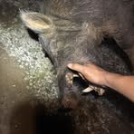 Profile Picture of Larry Gualdarama (@Larry-Gualdarama) on Facebook