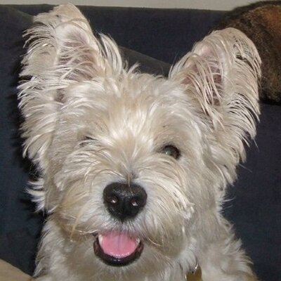 Profile Picture of Kate Carruthers (@KateCarrthers) on Twitter