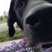 Profile Picture of Jean Nicholson (@nichojea) on Pinterest