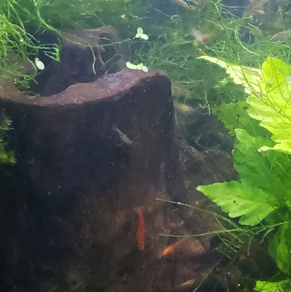 James Neville - Poshmark Profile Picture of James Neville (@hagoroth) on Poshmark