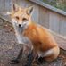 Profile Picture of Fox Sebastian (@fox.sebastian.946) on Facebook