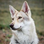 Profile Picture of Chien.Loup.de.Saarloos (@chienloupdesaarloos) on Instagram