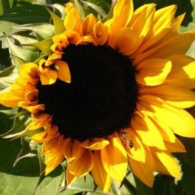 Profile Picture of Priscilla Coates (@priscilla2511) on Twitter