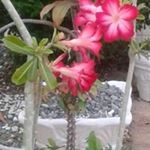 Profile Picture of Michelle Guy (@michelle.guy.1690) on Instagram