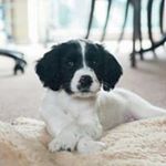 Profile Picture of Andy Browne (@andybrownepropertyservices) on Instagram