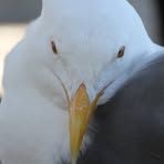 Profile Picture of Albert Weinberg (@albert.weinberg.9) on Facebook