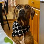 Profile Picture of Taco Lawrence Harambe Altschul (@taco_crossy_paws) on Instagram