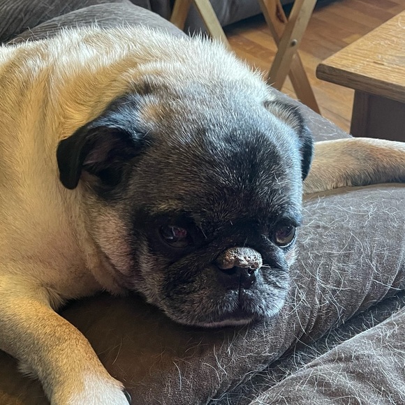 Profile Picture of Brianna Shermer (@briannashermer) on Poshmark