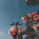 Profile Picture of Marcus and Martinus 🤘🌸noelia💫💜 (@nhowardm_mactinus) on Instagram