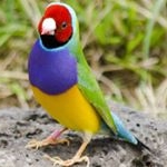 Profile Picture of My Gouldian Aviary (@mygouldianaviary) on Instagram