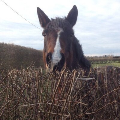 Profile Picture of Lucy North (@NorthyL) on Twitter