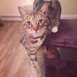 Profile Picture of Adventures Of 3 Legged Ralph (@ralph_bruce_wood) on Instagram