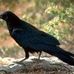 Profile Picture of Jake Crow (@jake.crow.507) on Facebook