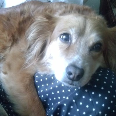 Profile Picture of Adam Giecewicz  🇵🇱 ✝️ (@PanGarret) on Twitter