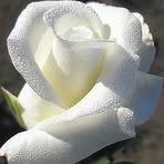 Profile Picture of David Baress (@David-Baress) on Facebook