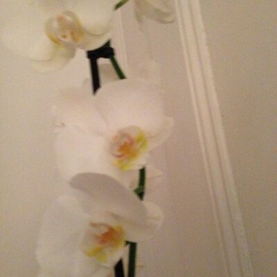 Profile Picture of Lisa Harte (@lisa21boo) on Twitter