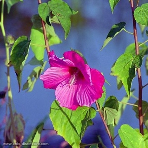 Profile Picture of Arlene Erickson (@110894755) on Myspace