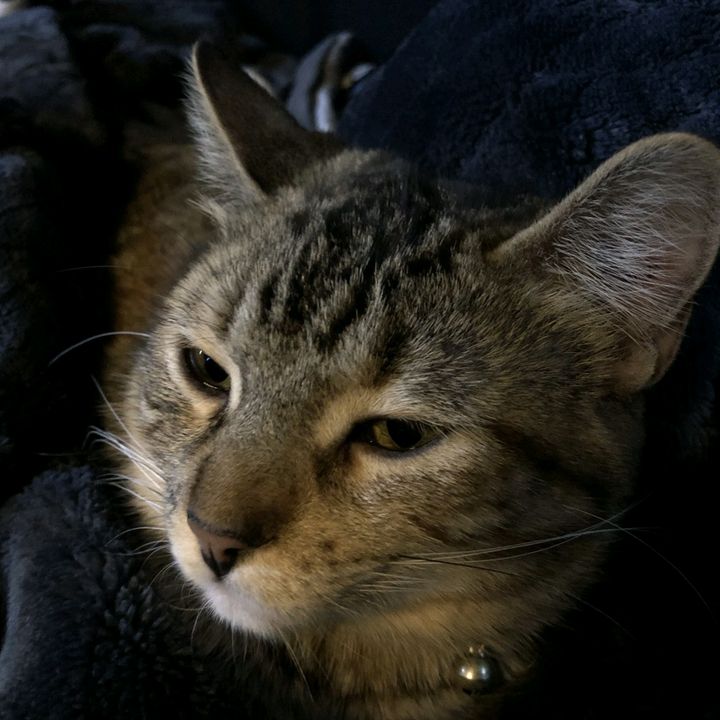 Profile Picture of David Bollman (@david.bollman2) on Tiktok