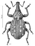 Profile Picture of Hadramphus tuberculatuson Wikipedia