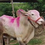 Profile Picture of घोडा बैल शर्यत चापडगाव 😍💪🐎 (@ghoda_bail_sharyt_15) on Instagram