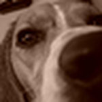 Profile Picture of Jessica Molloy (@bailey_pup) on Flickr