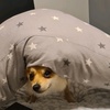 Profile Picture of Daniel Kovacevic (@@lioboo) on Tiktok