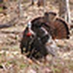 Profile Picture of Mike Hebb (@alldayfiddler) on Flickr