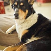 Profile Picture of Andrew Pottle (@andrewpottle) on Pinterest