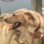 Dylan Knappe - Instagram Profile Picture of Dylan Knappe (@lassenthedog) on Instagram