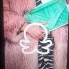 Profile Picture of victoriaplattner9. (@victoriaplattner) on Tiktok