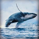 Profile Picture of Bill Cahill (@whalepointcabin) on Instagram