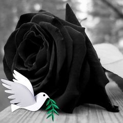 Profile Picture of Eric Beaudeau (@ericbeaudeau) on Tiktok