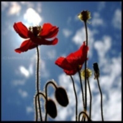 Profile Picture of Daryl Marks (@darylypjt) on Twitter