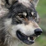 Profile Picture of Ramon downey (@gray_wolf_16) on Instagram