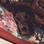 Profile Picture of Hannah (@lilbb_dwight) on Instagram