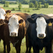 Profile Picture of The Stockman Grassfarmer (@TheStockmanGrassfarmer) on Youtube