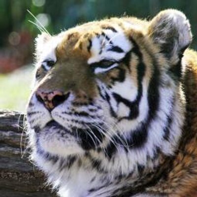 Profile Picture of Unidan (@UnidanBiology) on Twitter