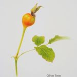 Profile Picture of Jeeyoung Kim (@drawinggreen_n) on Instagram