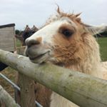 Profile Picture of David Cotton (@davidcotton3861) on Instagram